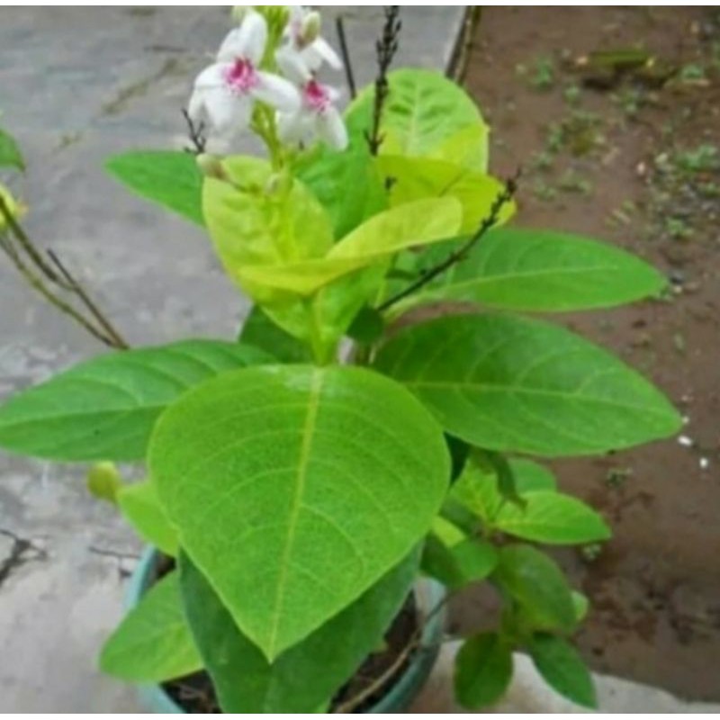 Pohon Melati Jepang Tanaman Melati Jepang