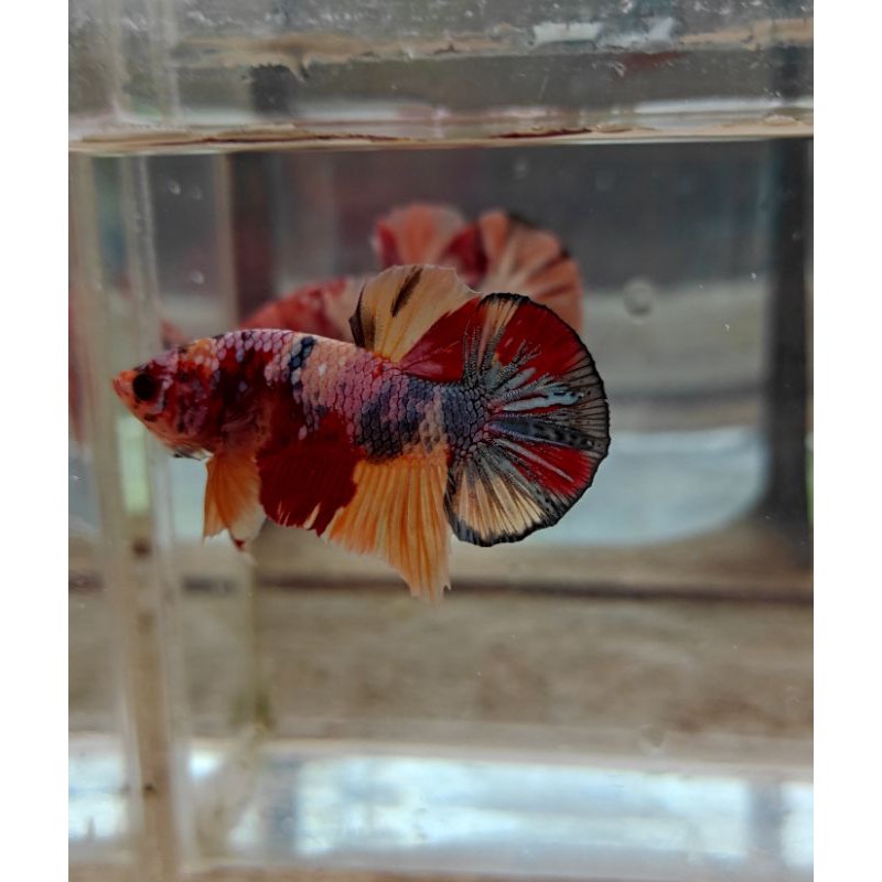 Cupang multycolor yellow base bawa copper