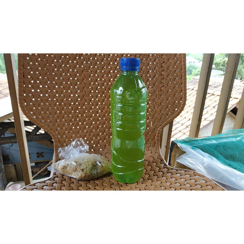 [Harga Promo Buka Toko] Starter/Bibit Chlorella Green Water dan Pupuk