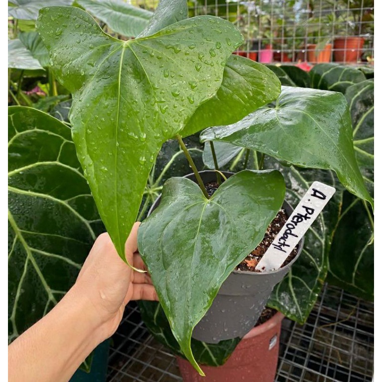 Anthurium pterodactyl