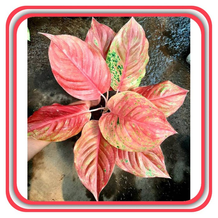 Tanaman Hias Aglaonema / Aglonema RED STRIPTIS