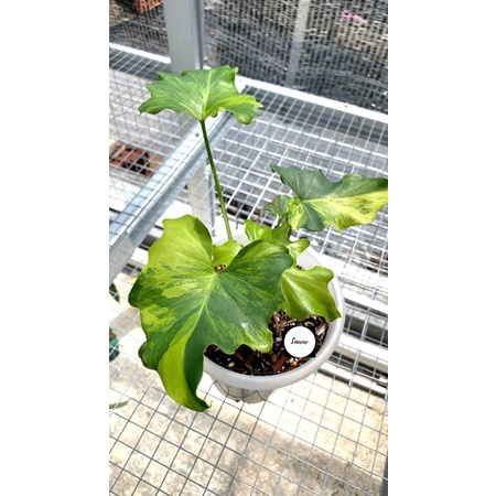 philodendron java beauty varigata philo jari varigata