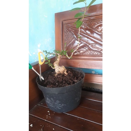 bonsai sancang bogel semok ori