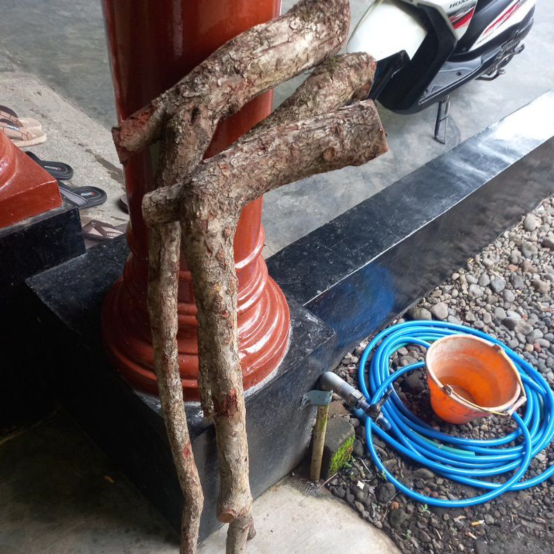 Original Bahan tongkat kayu stigi bahan tongkat stigi Exp Baru