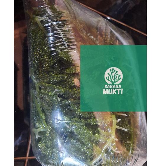 

❇Laris❅↔ IBFOG Anggur laut/ Green Caviar/ Latoh/ Lawi lawi/ Sea Grapes (Caulerpa Sp.) 40 ↔Diskon Pro