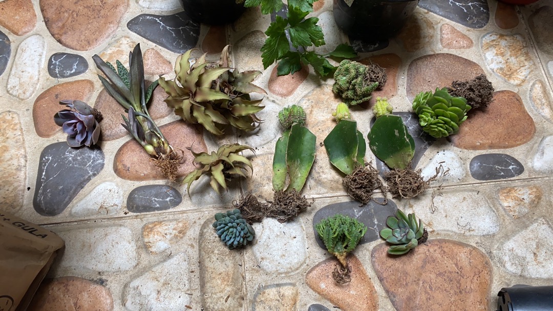 Sukulen Dan Kaktus Mini (echeveria ‘green Prince’)