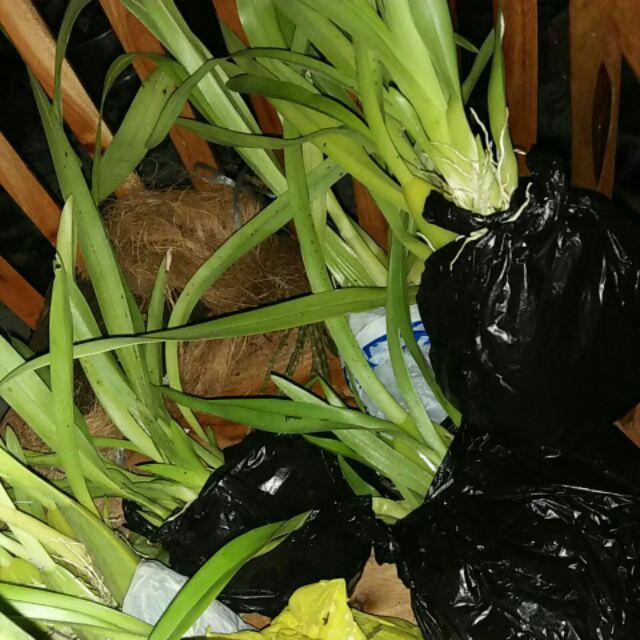 Obral Murah Anggrek Ocidium Golden Shower