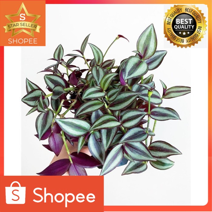 Tanaman Gantung Indoor Zebrina Gewor Hias Bibit Tanaman Indoor Gantung