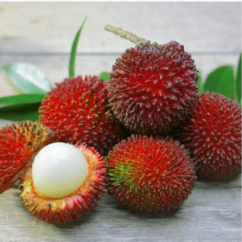 Bibit Rambutan Rapiah Super Manis Stek Okulasi