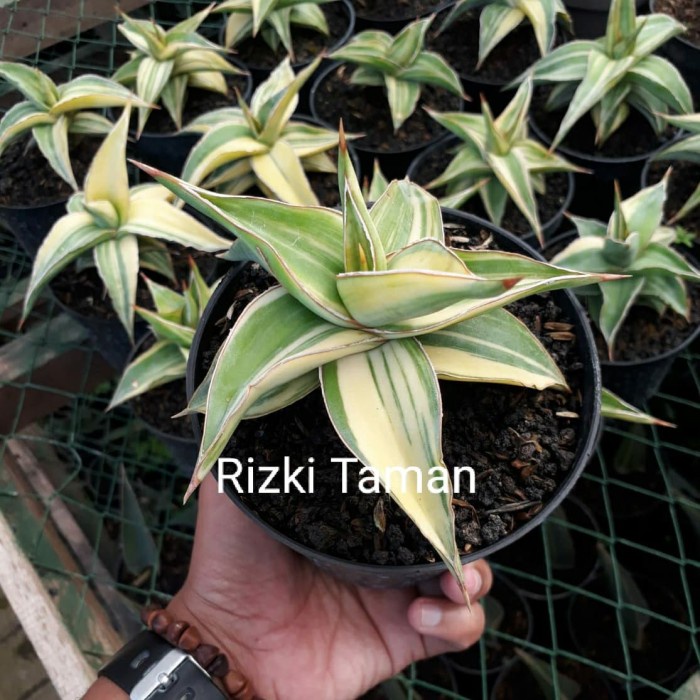 sansevieria kimayo variegata | kimayo var