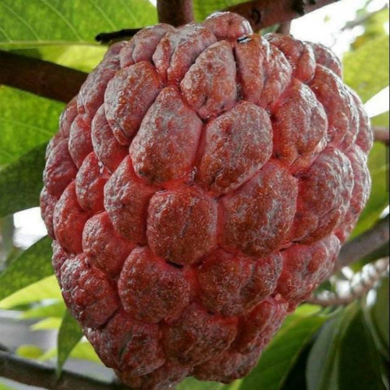 sepaket bibit buah sirsak merah dan madu hasil cangkok bukan biji