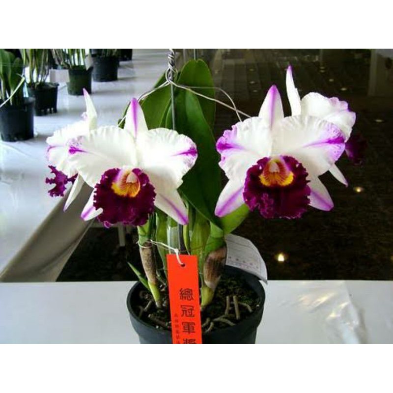 Anggrek cattleya Blc.kuwale gem
