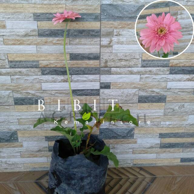 Bibit Tanaman Hias Bunga Gerbera Pink/Hebras Pink/Bunga Gerbera