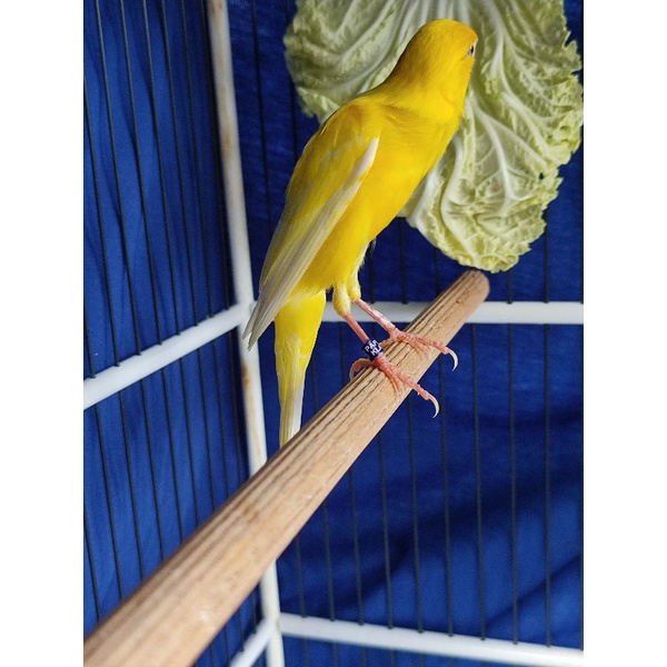 Kenari Pejantan Trah Gibo x SF