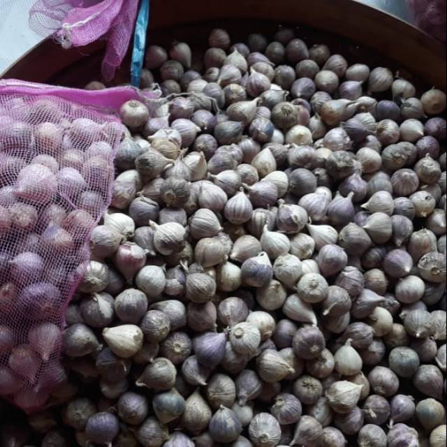 

Bawang Putih Tunggal (Bawang Lanang)