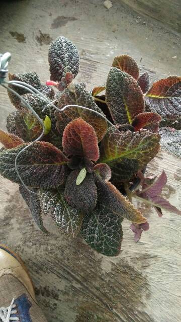 Tanaman bunga Episcia