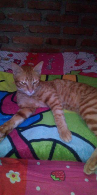 Batik Couple Keluarga Sania Ruffle Ori Ndoro Jowi Dnt Motif Cendrawasih