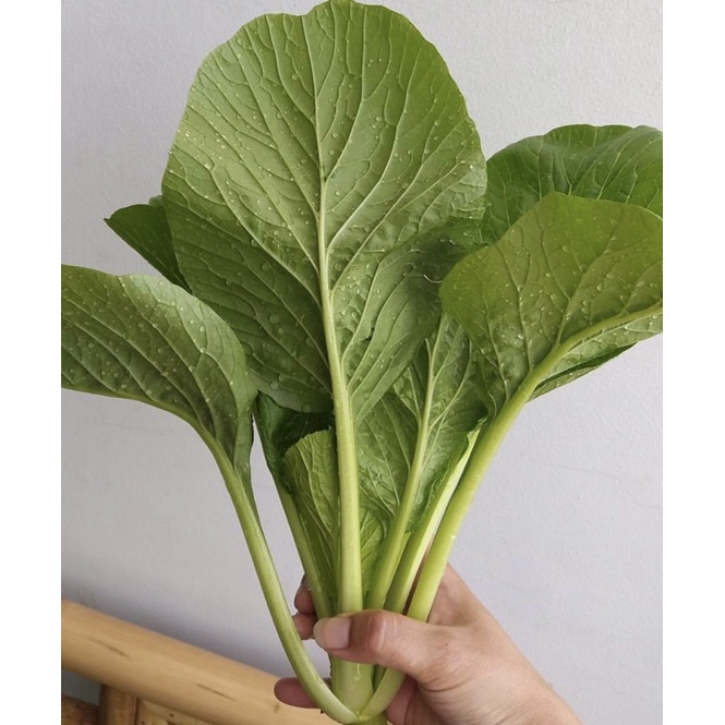 

sawi hijau 250gr Rp. 5000