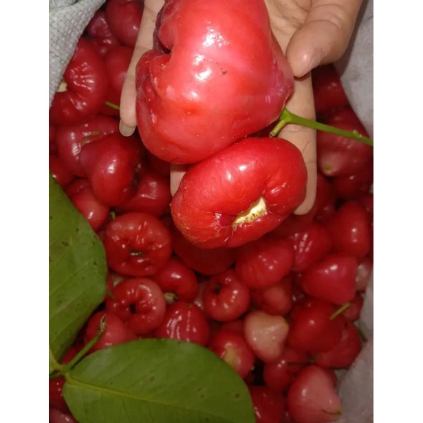 

BUAH JAMBU RUJAK AIR MERAH FRESH 1 KG