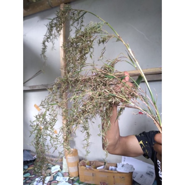 kembang sereh merah lanang