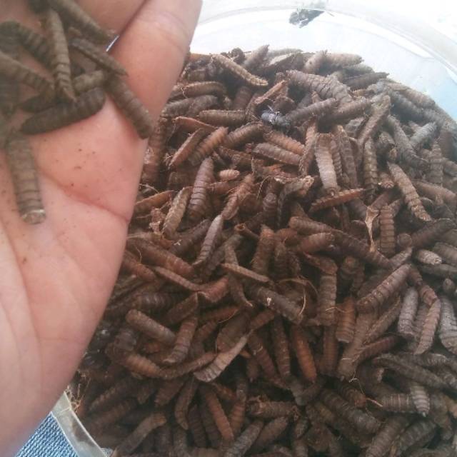 Pupa BSF Murah dijamin menetas