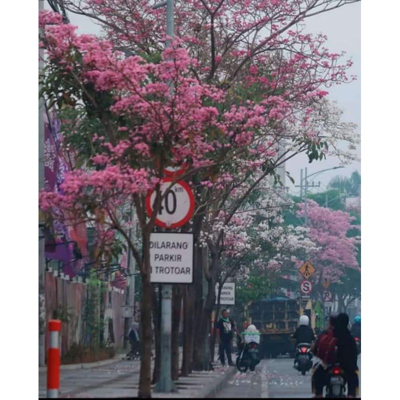 

Bunga sakura indonesia