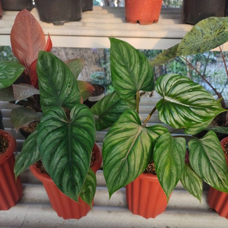 philodendron plowmani