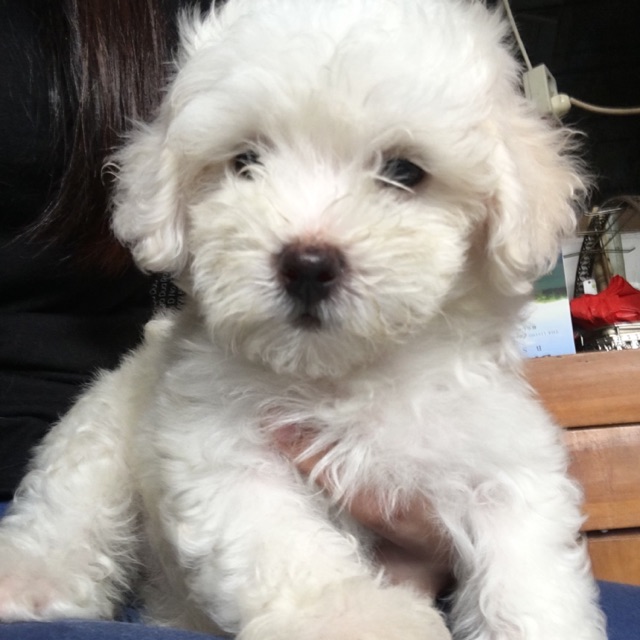 34+ Anjing maltese update 