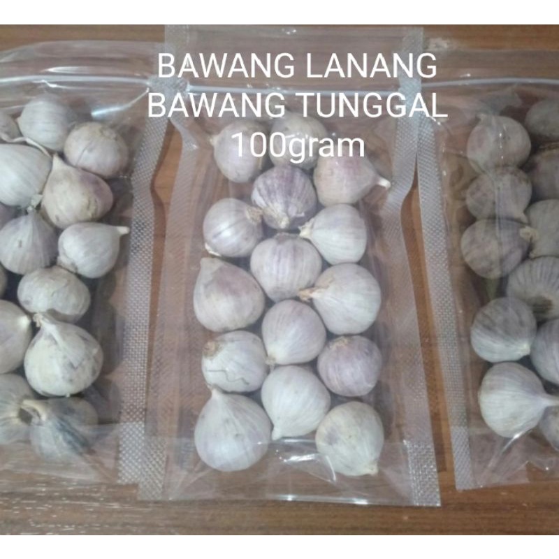

100 gram bawang tunggal herbal