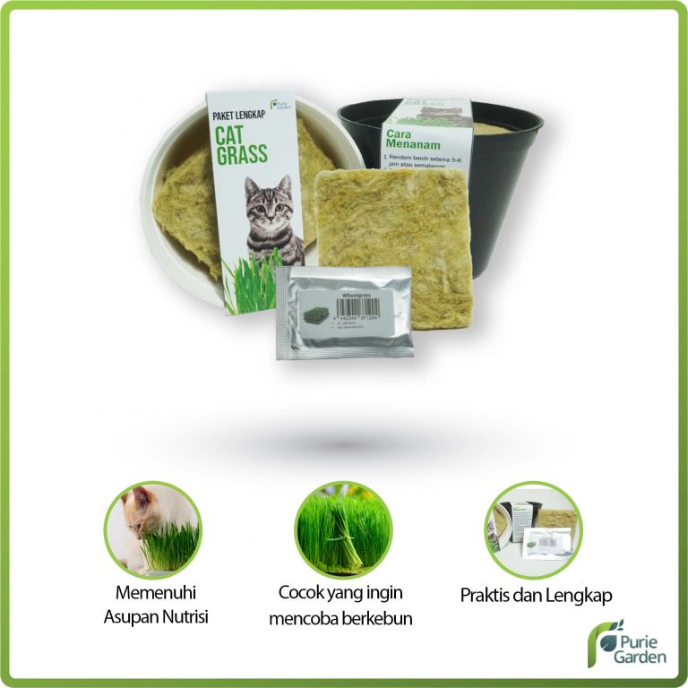 Purie Garden Paket Lengkap Rumput Kucing Wheatgrass Rumput Gandum PG SBY