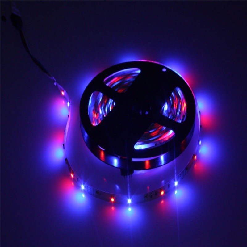 RGB LED Strip 3528 300 LED 5 Meter with 12V 2A Light Controller &amp; Remote Control - Black