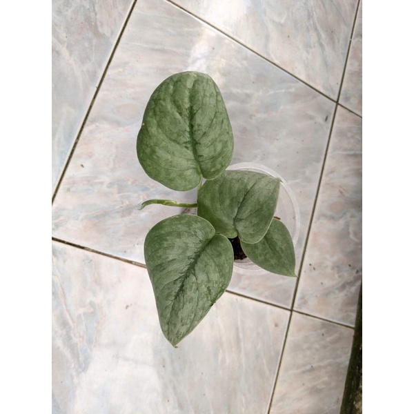 Scindapsus Silver Hero