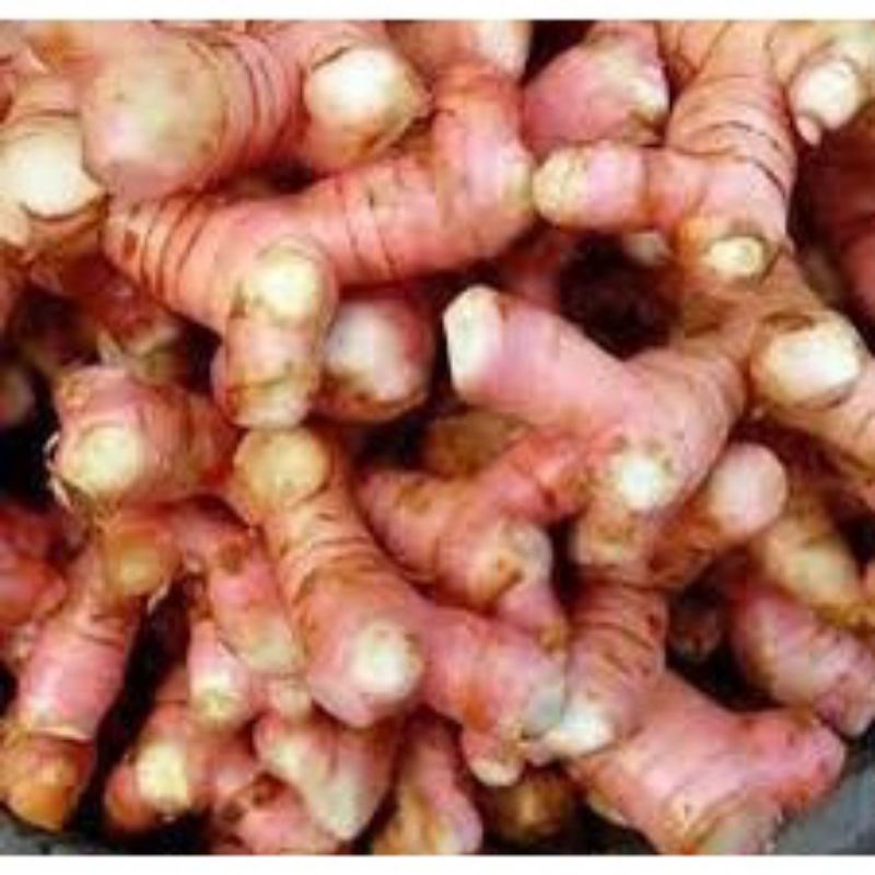 

Lengkuas atau Laos 1 kg