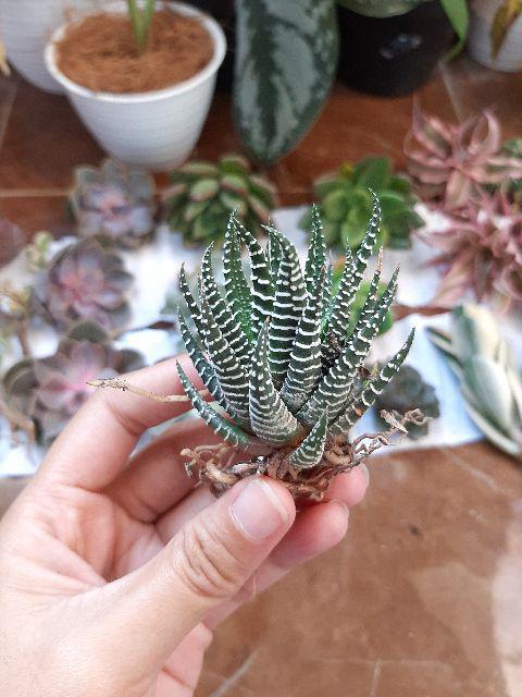 Sukulen Murah Dan Hemat Dengan Berbagai Macam Variant Sudah Termasuk Pot 10cm