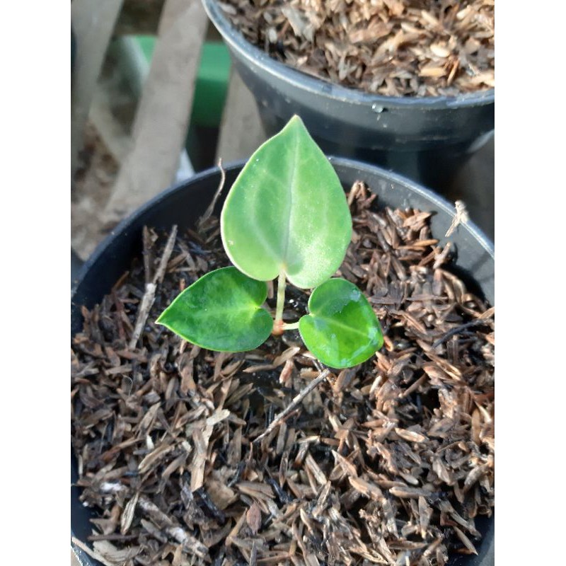 baby anthurium clarinervium/kuping gajah tarantula
