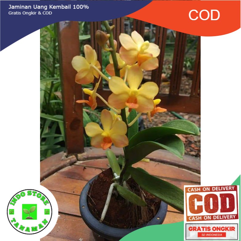 anggrek doritis yellow hybrid dewasa