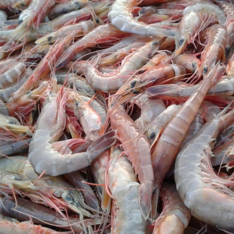 

Udang Fresh - 125 gram