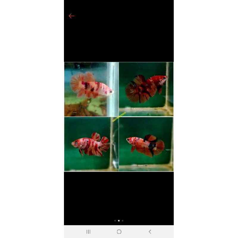 

CUPANG KOI NEMOXY