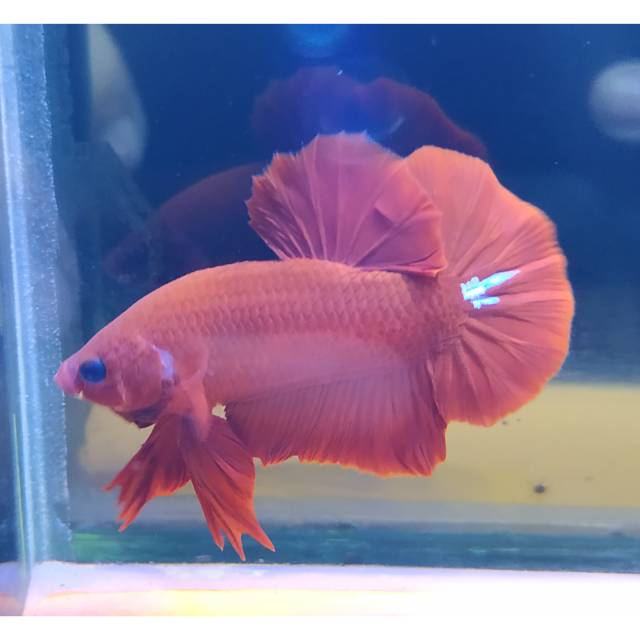 CUPANG PLAKAT HELLBOY BOLD