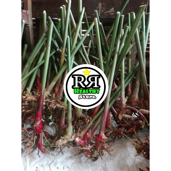 qwe bibit kapulaga hibrida,bibit kapol,benih kapulaga termurah qwe