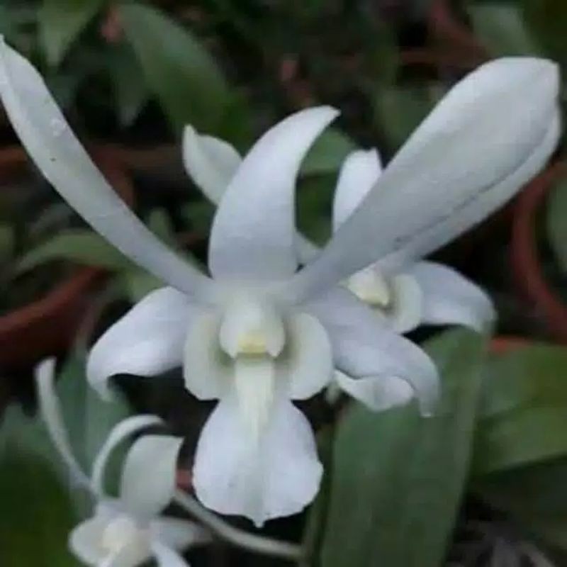 Anggrek dendrobium caesar white dewasa,spike,knop dan bunga