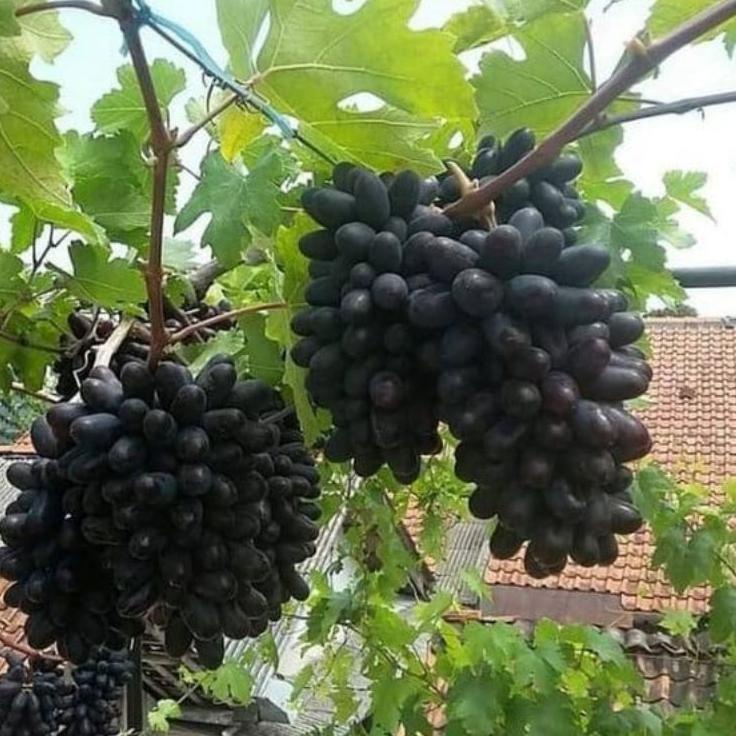 WU2-3963♗ Bibit Anggur Import Hitam Cepat Berbuah Manis Tanpa Biji Ada.Promo