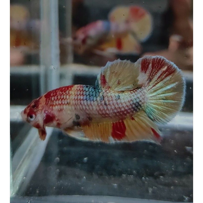 Cupang Nemo Cooper Gold