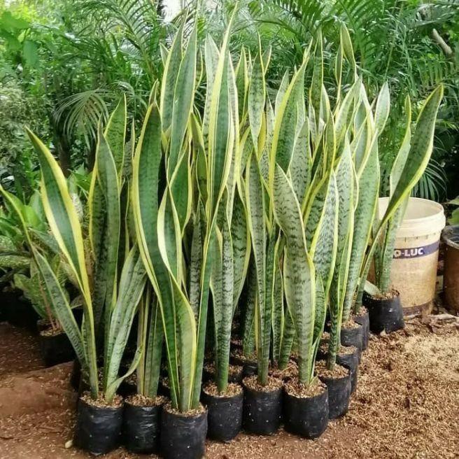 Jual Tanaman Hias Kekinian Bunga Hias Sansevieria 1 Meter Lidah Mertua 1 Meter Shopee Indonesia 