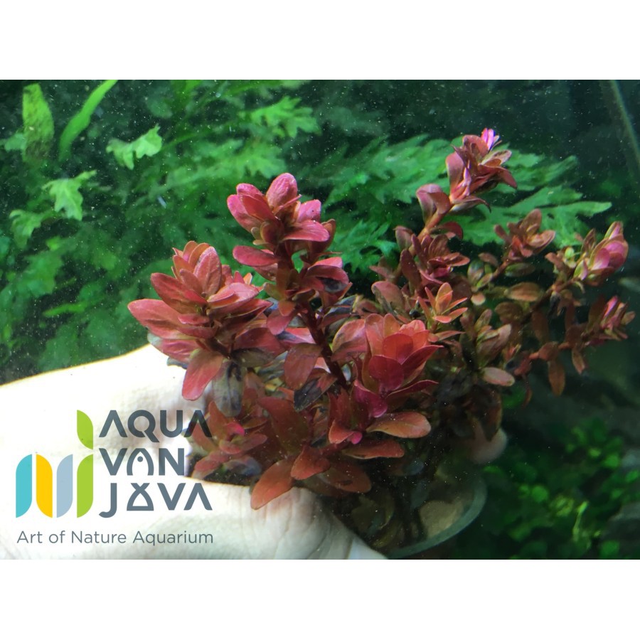 Rotala 'Blood Red' / Tanaman Aquascape