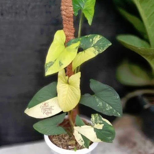 VARIGATA KUNING BURLEMAX