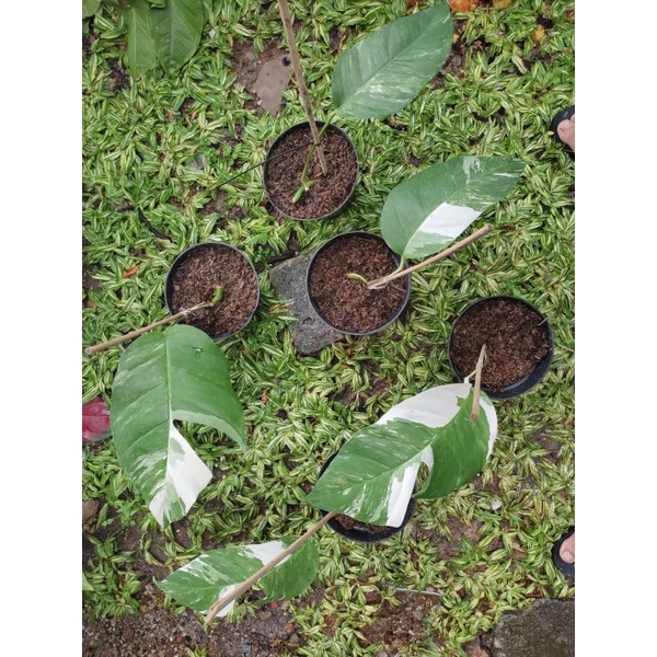 Epipremnum Pinnatum Varigata