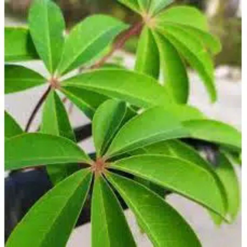 

Daun Kapuk Segar/Daun Randu 200gram