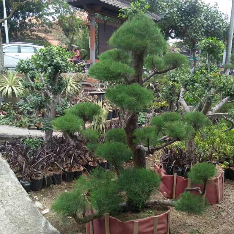 Cemara udang bibit super