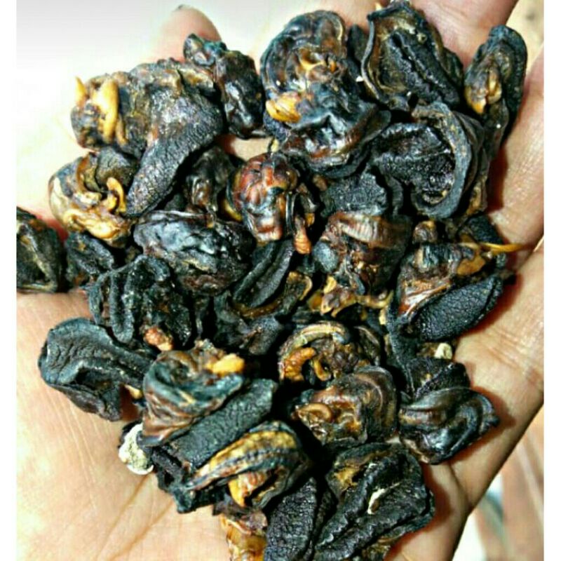 

daging bekicot kering/krecek bekicot